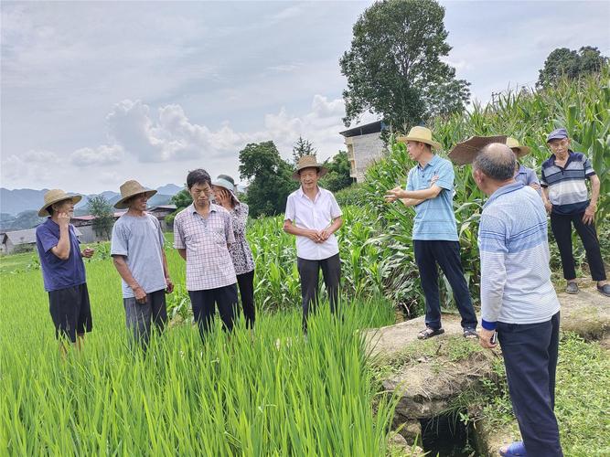 农坝镇水稻病虫害防治培训走进田间地头